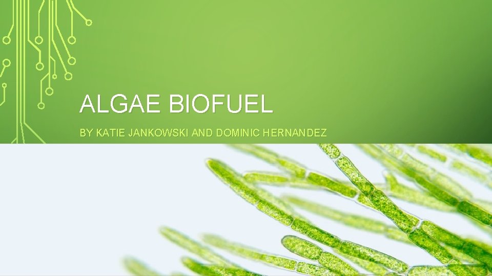 ALGAE BIOFUEL BY KATIE JANKOWSKI AND DOMINIC HERNANDEZ 