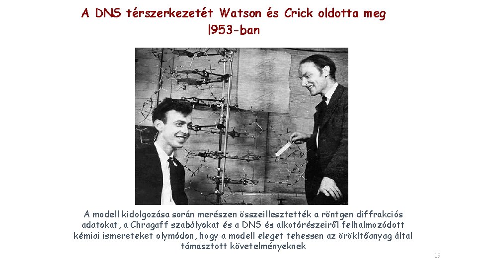 A DNS térszerkezetét Watson és Crick oldotta meg l 953 -ban A modell kidolgozása