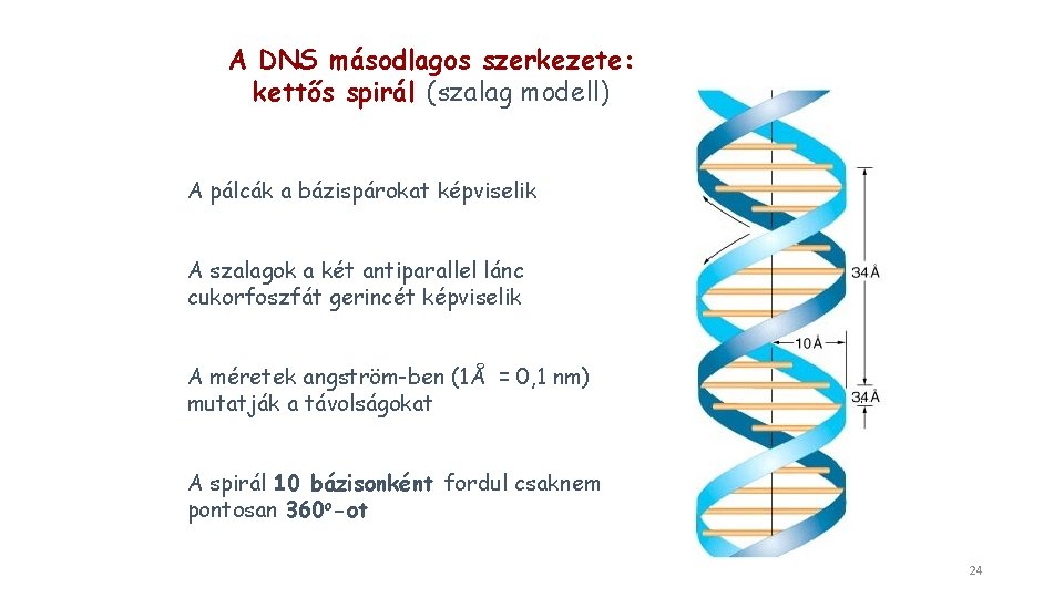 A DNS másodlagos szerkezete: kettős spirál (szalag modell) A pálcák a bázispárokat képviselik A