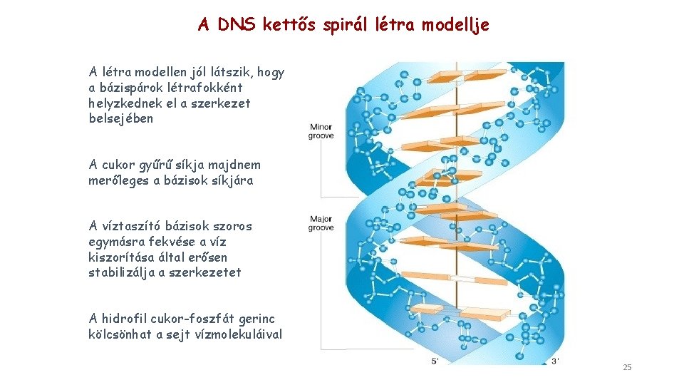 A DNS kettős spirál létra modellje A létra modellen jól látszik, hogy a bázispárok