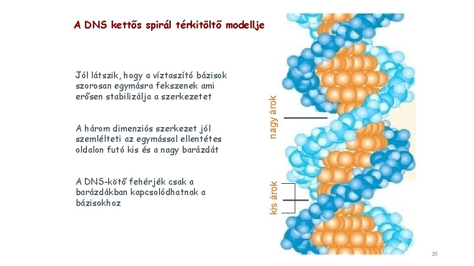 A három dimenziós szerkezet jól szemlélteti az egymással ellentétes oldalon futó kis és a