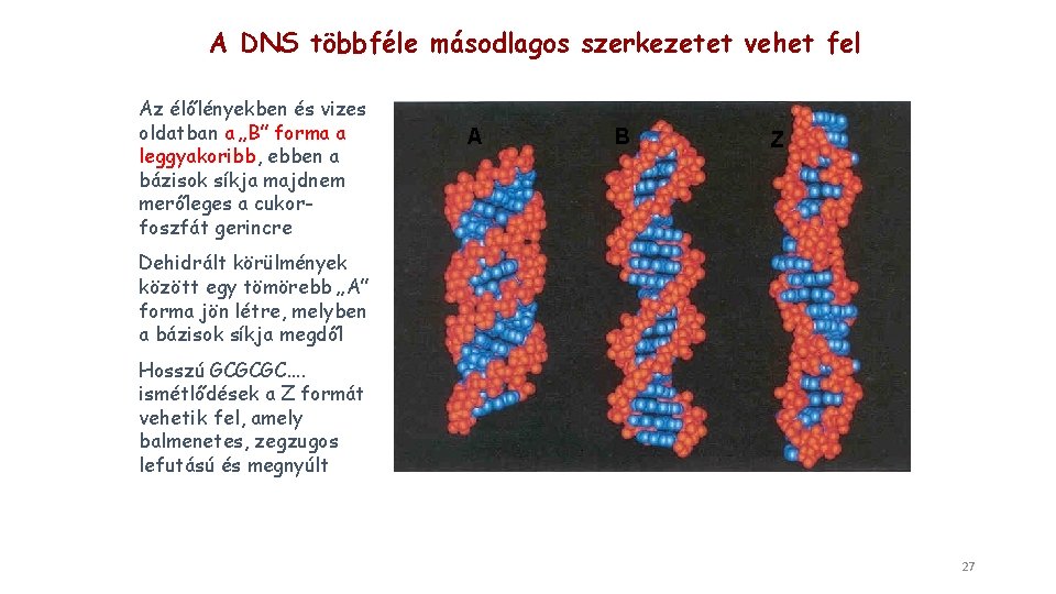 A DNS többféle másodlagos szerkezetet vehet fel Az élőlényekben és vizes oldatban a „B”