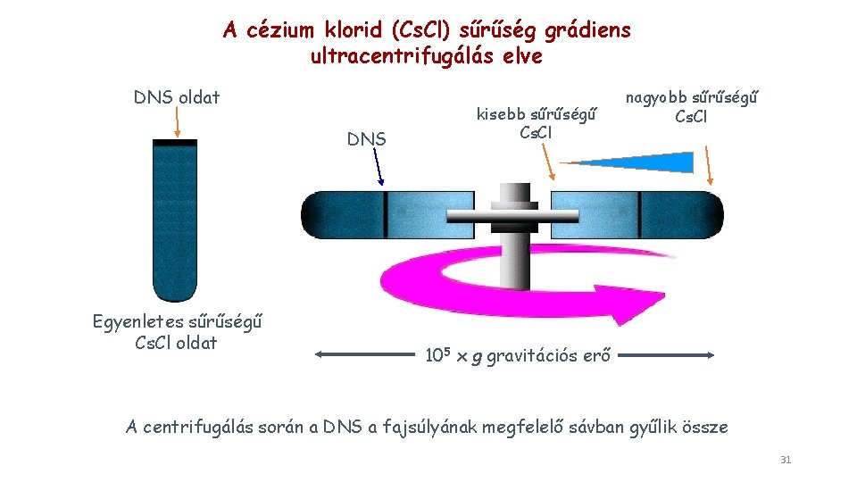 A cézium klorid (Cs. Cl) sűrűség grádiens ultracentrifugálás elve DNS oldat DNS Egyenletes sűrűségű