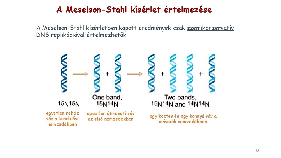 A Meselson-Stahl kísérlet értelmezése A Meselson-Stahl kísérletben kapott eredmények csak szemikonzervatív DNS replikációval értelmezhetők