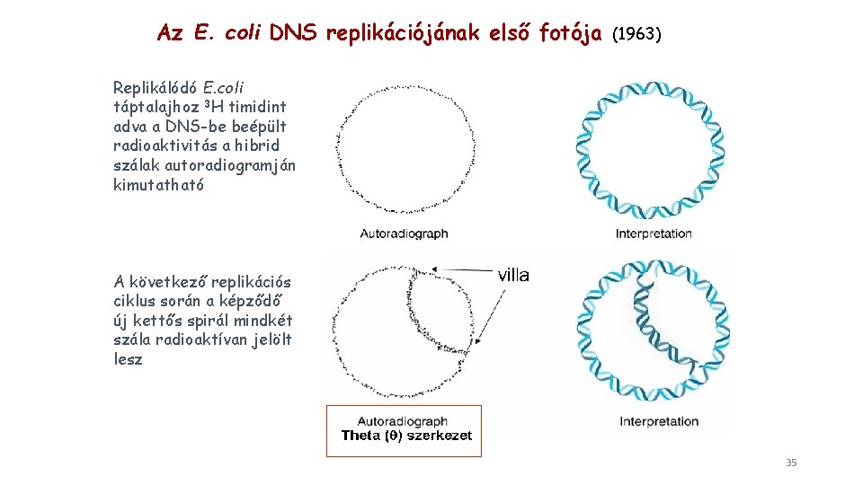 Az E. coli DNS replikációjának első fotója (1963) Replikálódó E. coli táptalajhoz 3 H