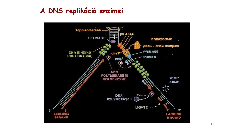A DNS replikáció enzimei 40 