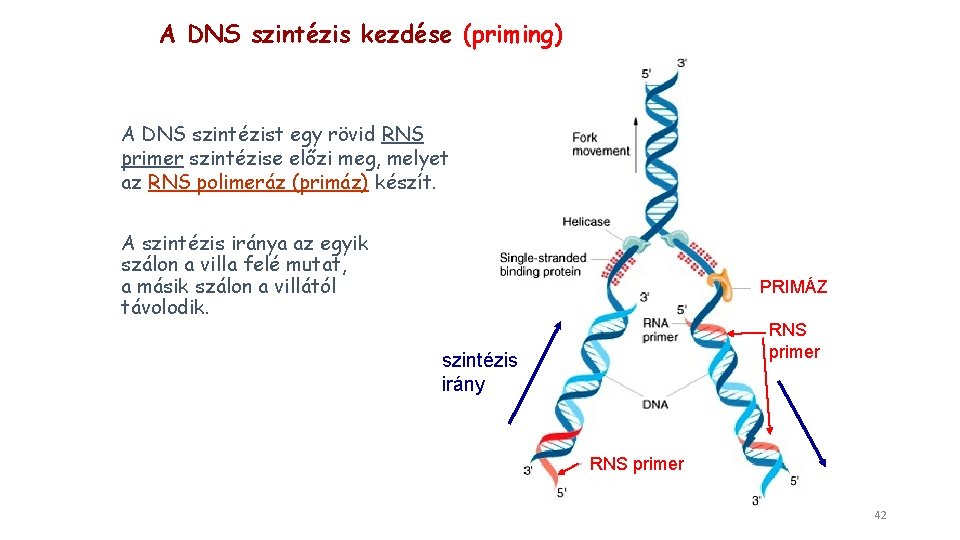 A DNS szintézis kezdése (priming) A DNS szintézist egy rövid RNS primer szintézise előzi