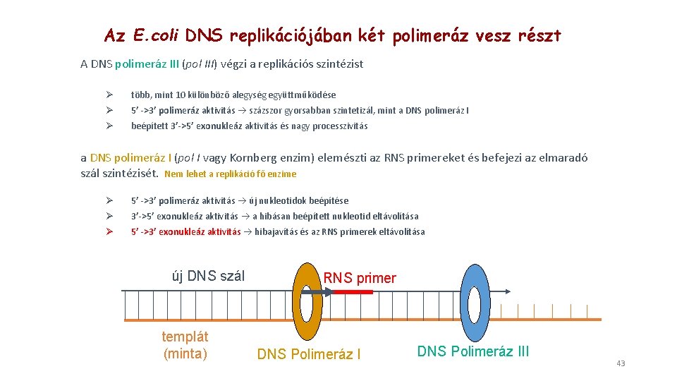 Az E. coli DNS replikációjában két polimeráz vesz részt A DNS polimeráz III (pol