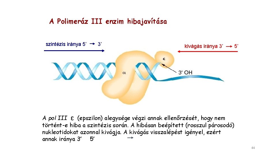 A Polimeráz III enzim hibajavítása szintézis iránya 5’ 3’ kivágás iránya 3’ 5’ A