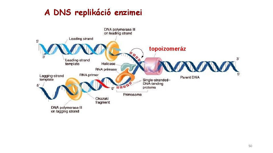 A DNS replikáció enzimei topoizomeráz 50 