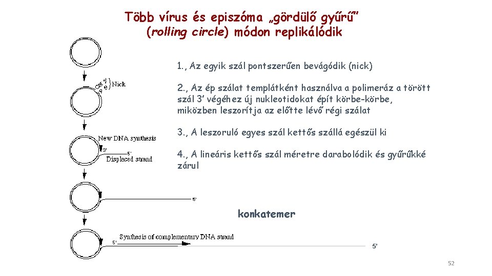 Több vírus és episzóma „gördülő gyűrű” (rolling circle) módon replikálódik 1. , Az egyik