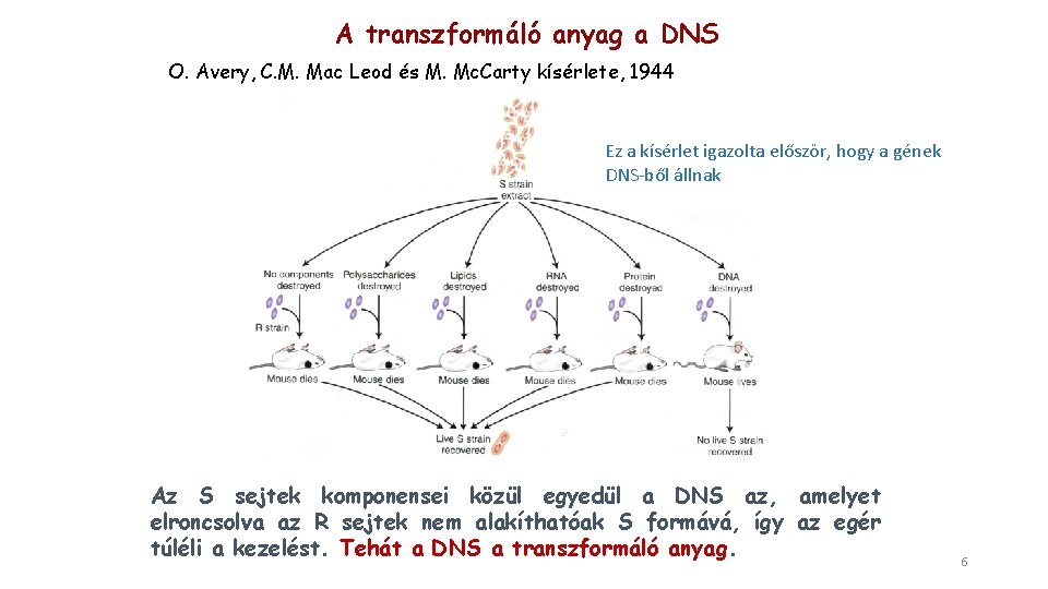A transzformáló anyag a DNS O. Avery, C. M. Mac Leod és M. Mc.