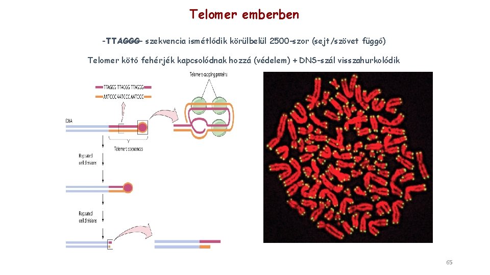 Telomer emberben -TTAGGG- szekvencia ismétlődik körülbelül 2500 -szor (sejt/szövet függő) Telomer kötő fehérjék kapcsolódnak