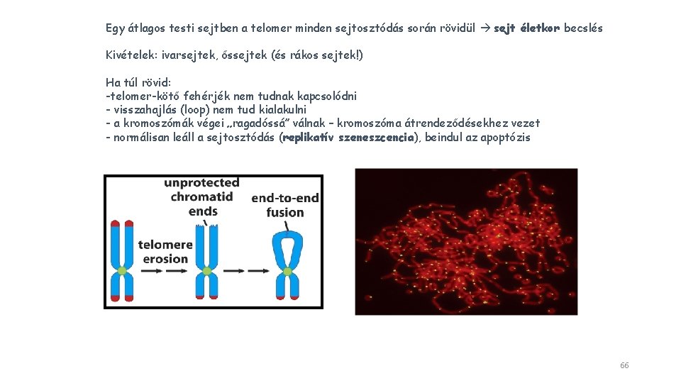 Egy átlagos testi sejtben a telomer minden sejtosztódás során rövidül sejt életkor becslés Kivételek: