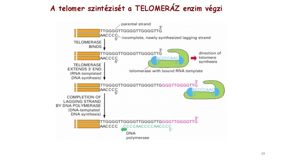 A telomer szintézisét a TELOMERÁZ enzim végzi 69 