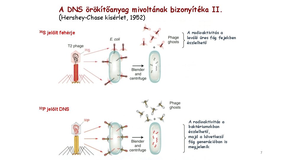 A DNS örökítőanyag mivoltának bizonyítéka II. (Hershey-Chase kísérlet, 1952) 35 S jelölt fehérje 32