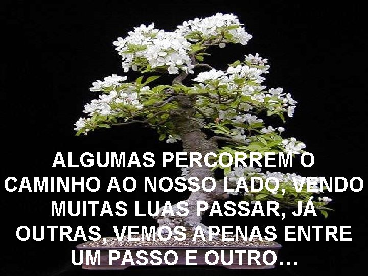 ALGUMAS PERCORREM O CAMINHO AO NOSSO LADO, VENDO MUITAS LUAS PASSAR, JÁ OUTRAS, VEMOS