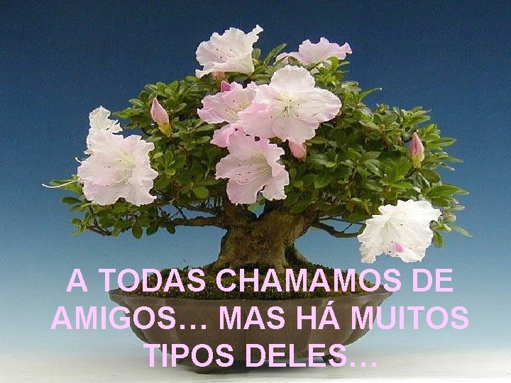 A TODAS CHAMAMOS DE AMIGOS… MAS HÁ MUITOS TIPOS DELES… 
