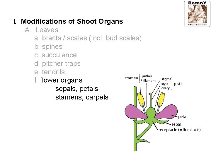 I. Modifications of Shoot Organs A. Leaves a. bracts / scales (incl. bud scales)