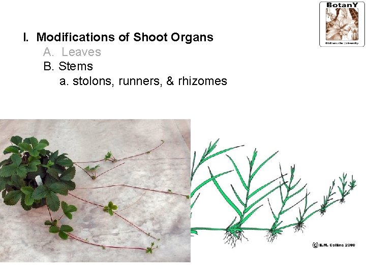 I. Modifications of Shoot Organs A. Leaves B. Stems a. stolons, runners, & rhizomes