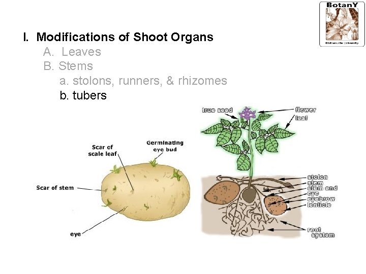 I. Modifications of Shoot Organs A. Leaves B. Stems a. stolons, runners, & rhizomes