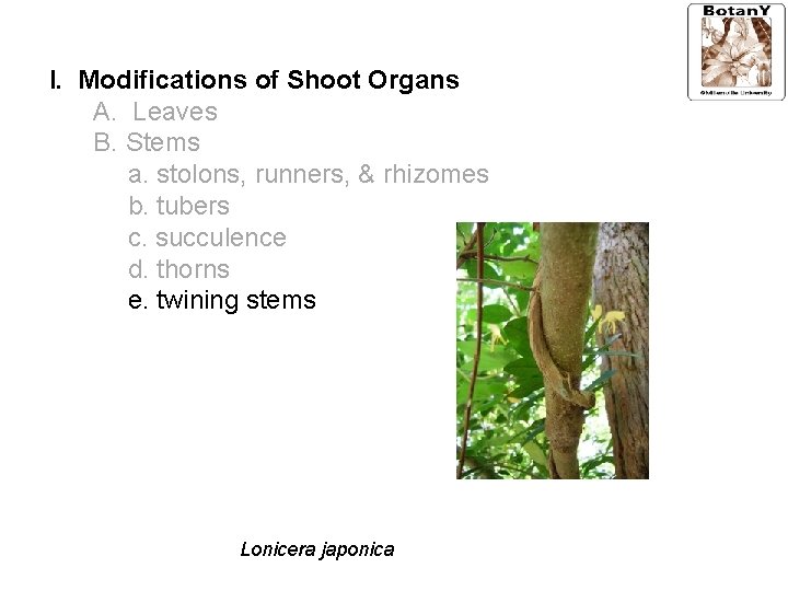 I. Modifications of Shoot Organs A. Leaves B. Stems a. stolons, runners, & rhizomes