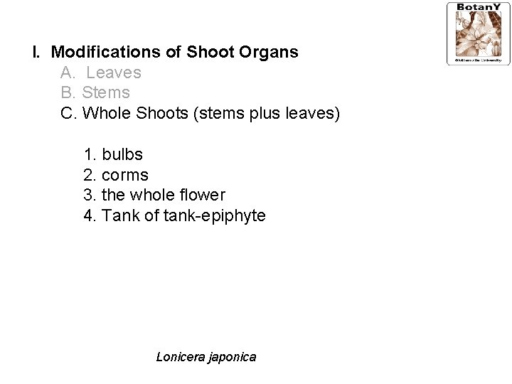 I. Modifications of Shoot Organs A. Leaves B. Stems C. Whole Shoots (stems plus