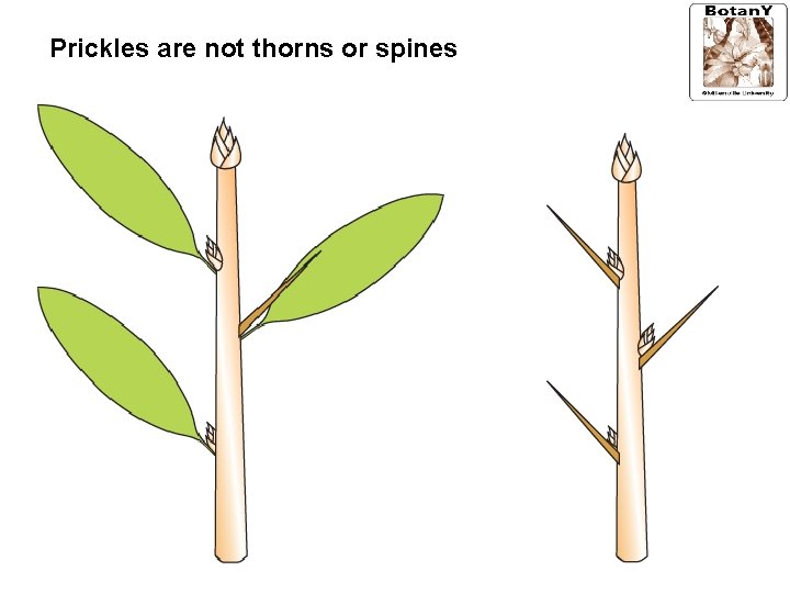 Prickles are not thorns or spines 