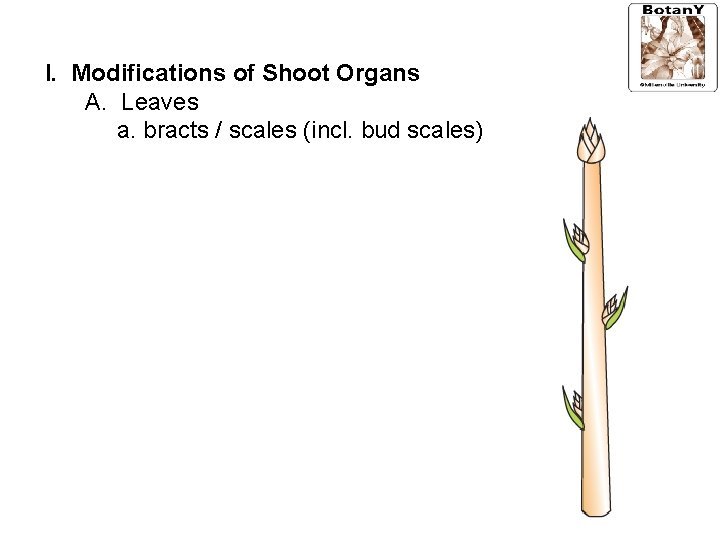 I. Modifications of Shoot Organs A. Leaves a. bracts / scales (incl. bud scales)