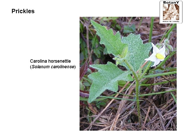 Prickles Carolina horsenettle (Solanum carolinense) 