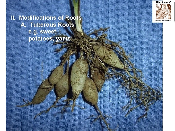 II. Modifications of Roots A. Tuberous Roots e. g. sweet potatoes, yams 