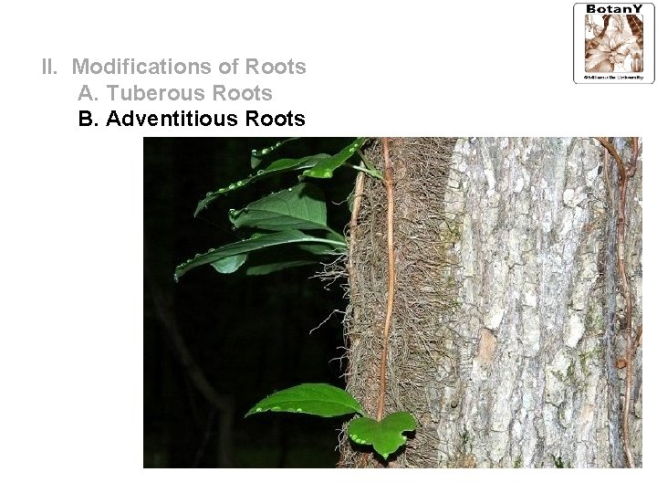 II. Modifications of Roots A. Tuberous Roots B. Adventitious Roots 
