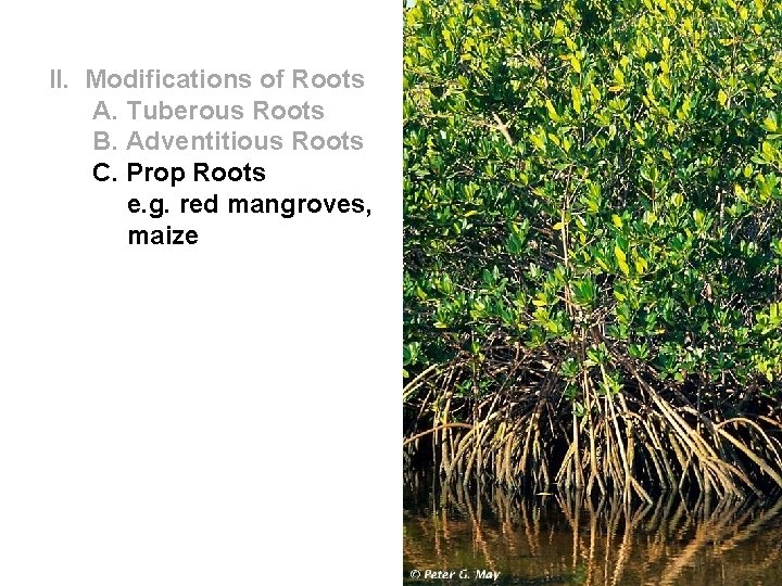 II. Modifications of Roots A. Tuberous Roots B. Adventitious Roots C. Prop Roots e.