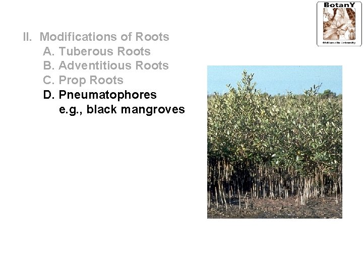 II. Modifications of Roots A. Tuberous Roots B. Adventitious Roots C. Prop Roots D.