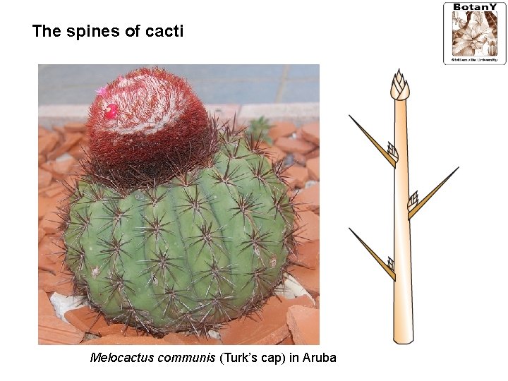 The spines of cacti Melocactus communis (Turk’s cap) in Aruba 