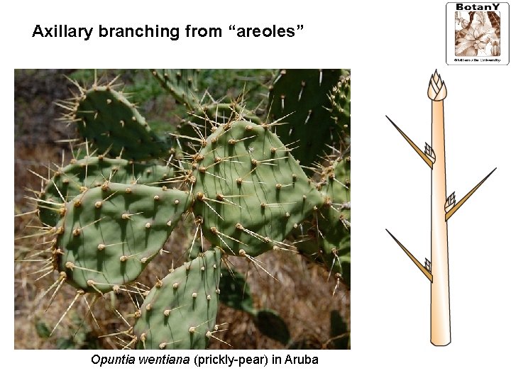 Axillary branching from “areoles” Opuntia wentiana (prickly-pear) in Aruba 