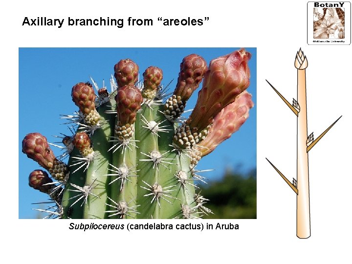 Axillary branching from “areoles” Subpilocereus (candelabra cactus) in Aruba 