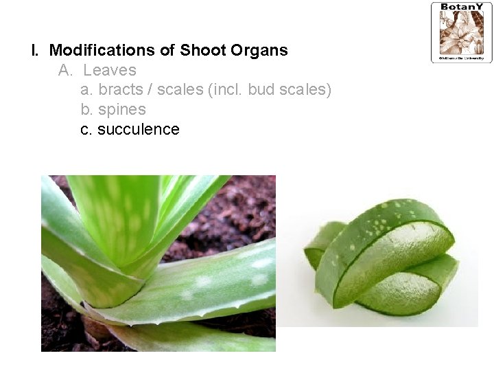 I. Modifications of Shoot Organs A. Leaves a. bracts / scales (incl. bud scales)