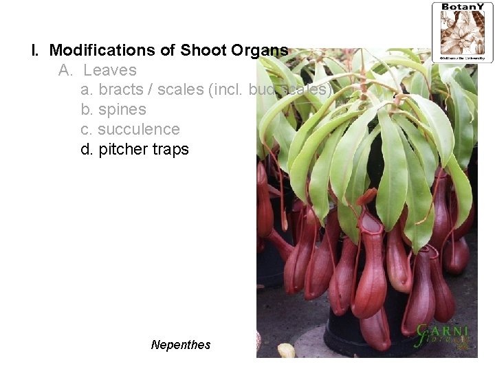 I. Modifications of Shoot Organs A. Leaves a. bracts / scales (incl. bud scales)
