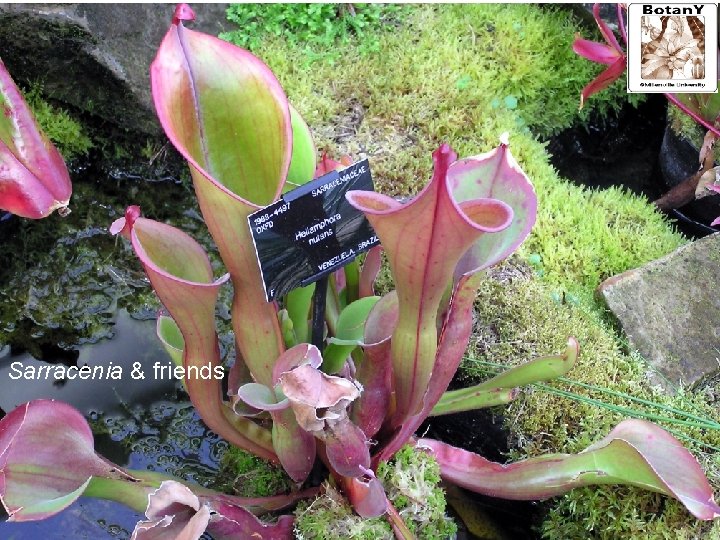 Sarracenia & friends 