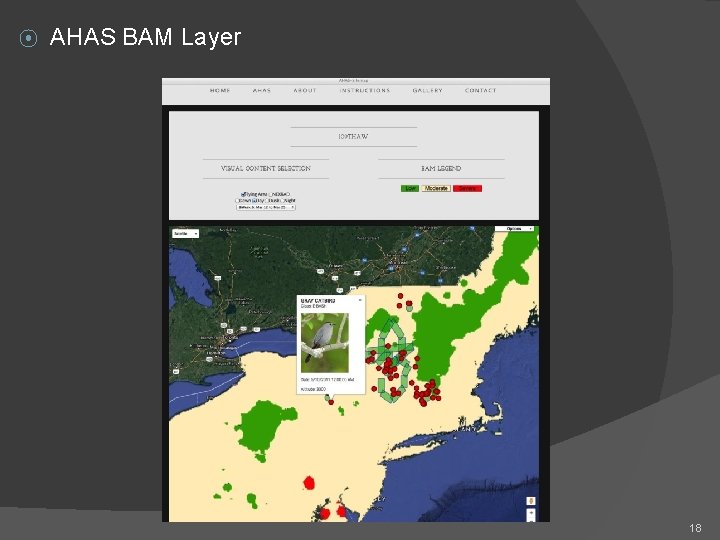 ⦿ AHAS BAM Layer 18 ⦿ AHAS BAM Layer 18