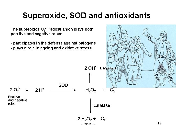 Superoxide, SOD and antioxidants The superoxide O 2∙ - radical anion plays both positive