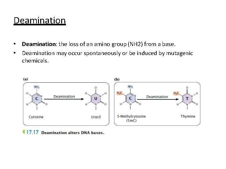 Deamination • Deamination: the loss of an amino group (NH 2) from a base.