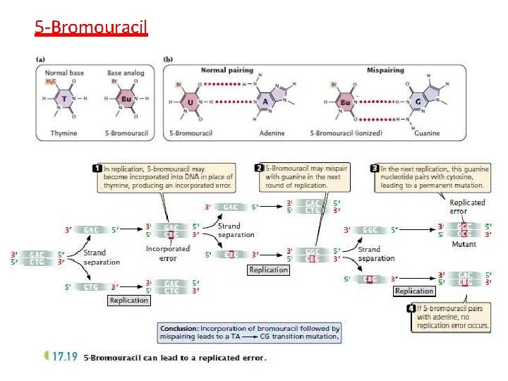 5 -Bromouracil 