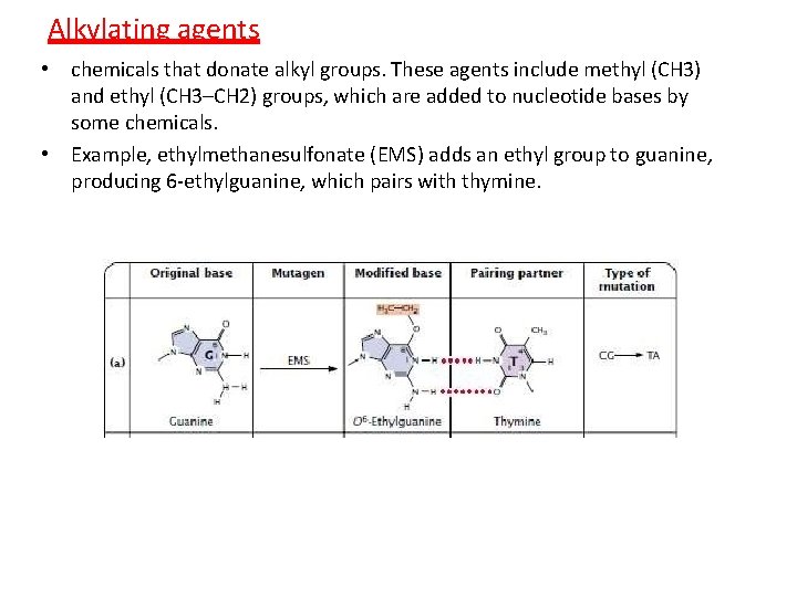 Alkylating agents • chemicals that donate alkyl groups. These agents include methyl (CH 3)
