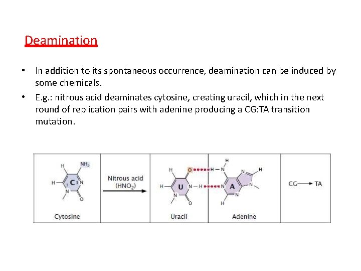 Deamination • In addition to its spontaneous occurrence, deamination can be induced by some
