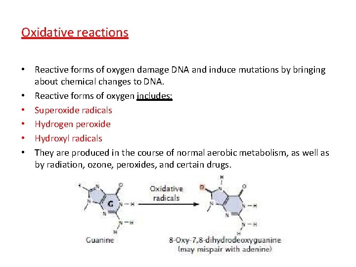 Oxidative reactions • Reactive forms of oxygen damage DNA and induce mutations by bringing