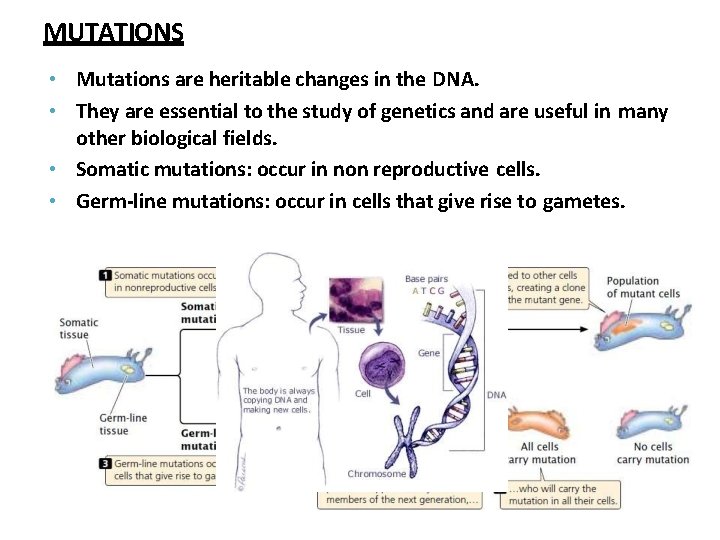 MUTATIONS • Mutations are heritable changes in the DNA. • They are essential to