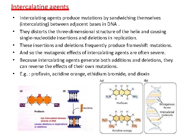 Intercalating agents • Intercalating agents produce mutations by sandwiching themselves (intercalating) between adjacent bases