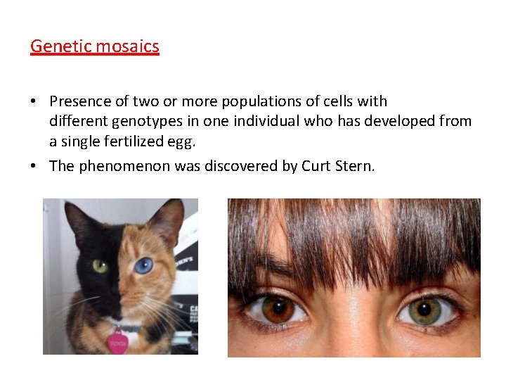 Genetic mosaics • Presence of two or more populations of cells with different genotypes